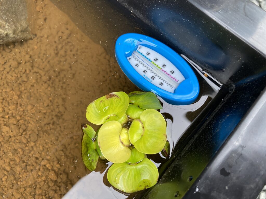 トロ舟でメダカの針子用水槽を作る