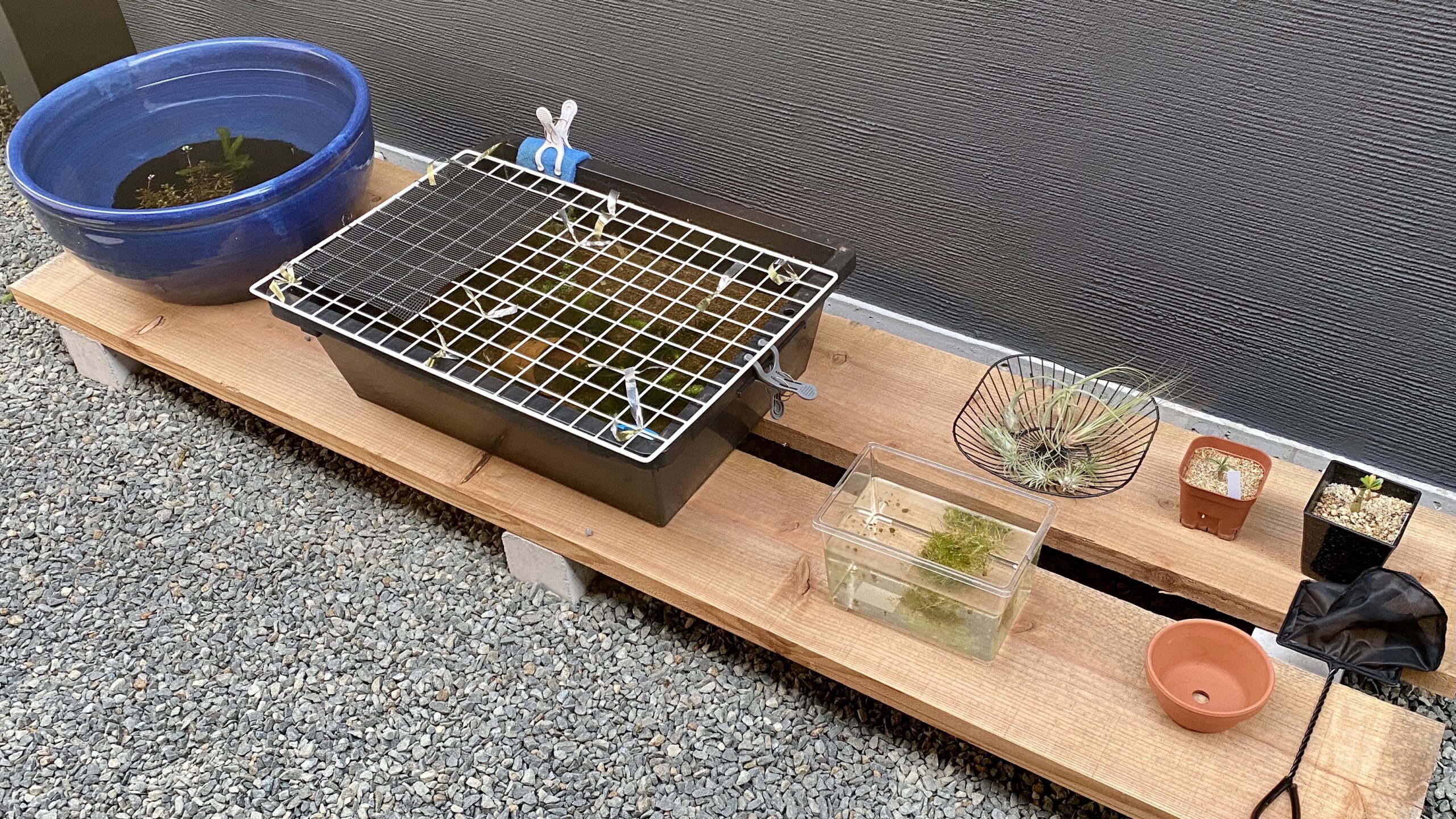 メダカの飼育棚を作る！新睡蓮鉢と共に来年に向けての飼育環境整備 