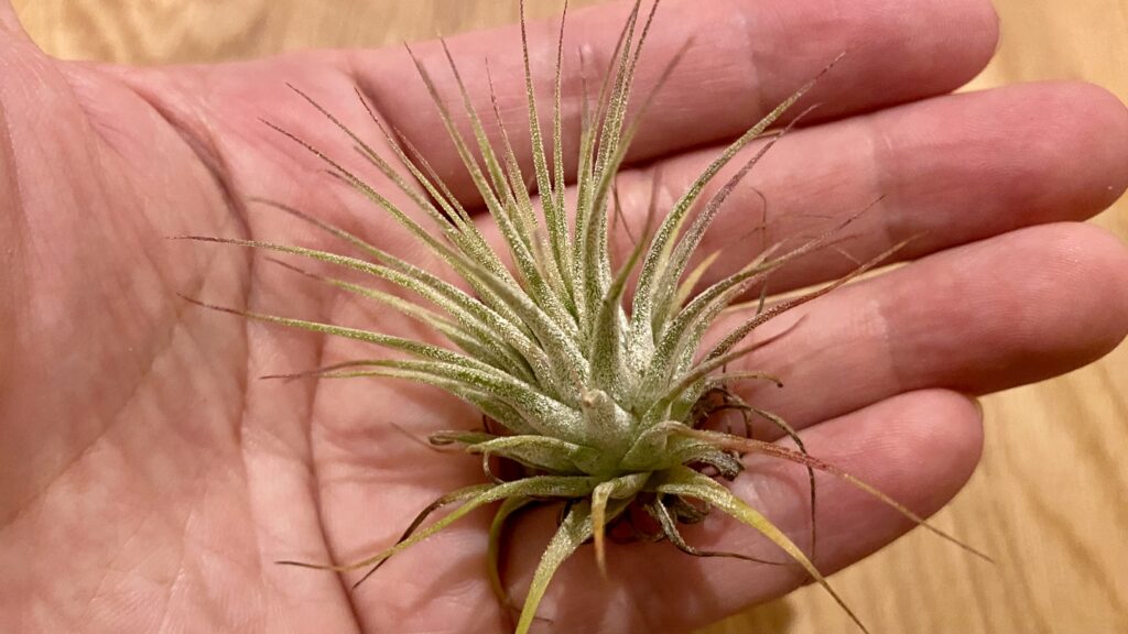 枯れてる 100均ダイソーのエアープランツその後