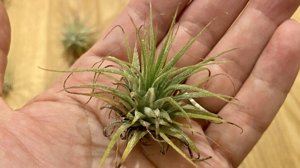 枯れてる 100均ダイソーのエアープランツその後