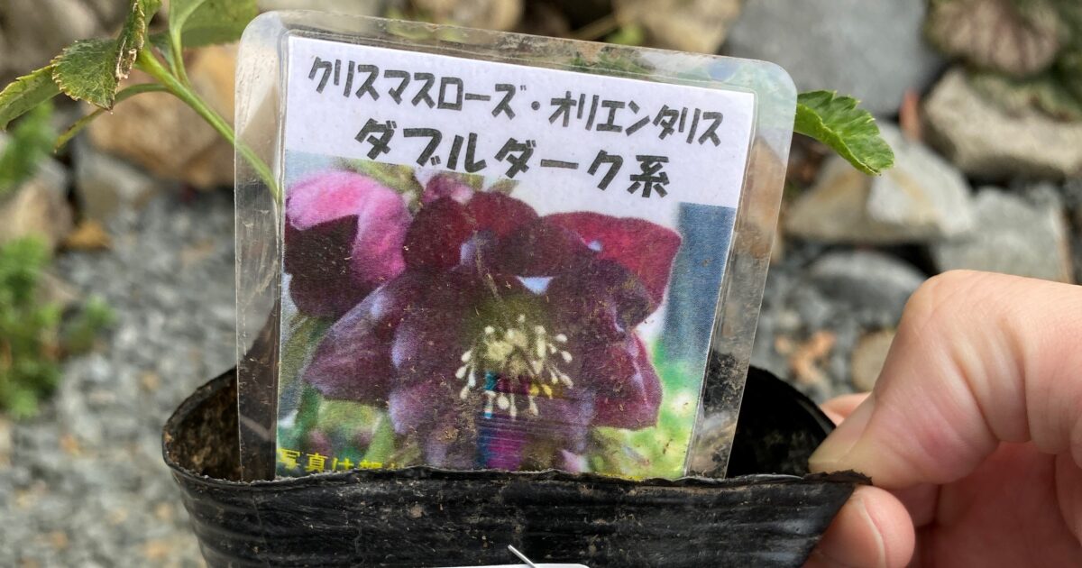 セキショウ 本セット ショウブ科 石菖 常緑多年草 ガーデニング 寄せ植えに ビオトープ 水生植物 メダカのいる水鉢に 苗 21最新のスタイル