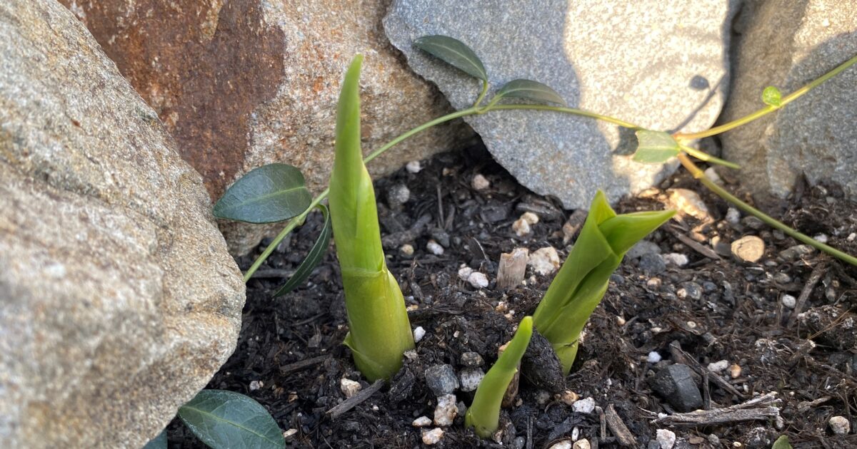 セキショウ 本セット ショウブ科 石菖 常緑多年草 ガーデニング 寄せ植えに ビオトープ 水生植物 メダカのいる水鉢に 苗 21最新のスタイル