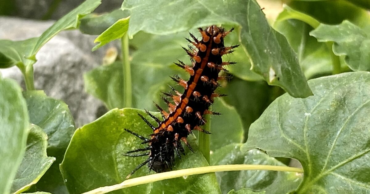 オレンジと黒の刺客 毛虫のような生物に食い荒らされる庭