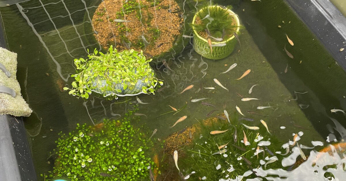 グリーンからクリアウォーターへ メダカの飼育水を作る底床材と水草のバランス