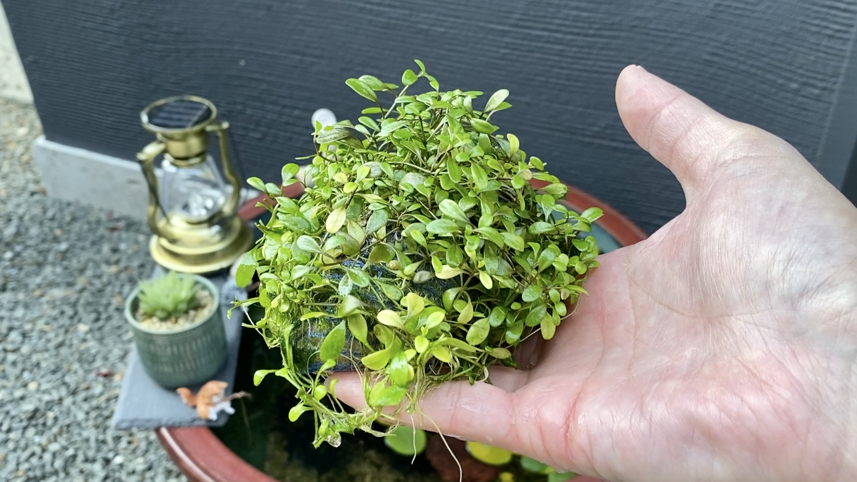 メダカのビオトープに水草の浮島を作る！ – 晴れのちメダカ