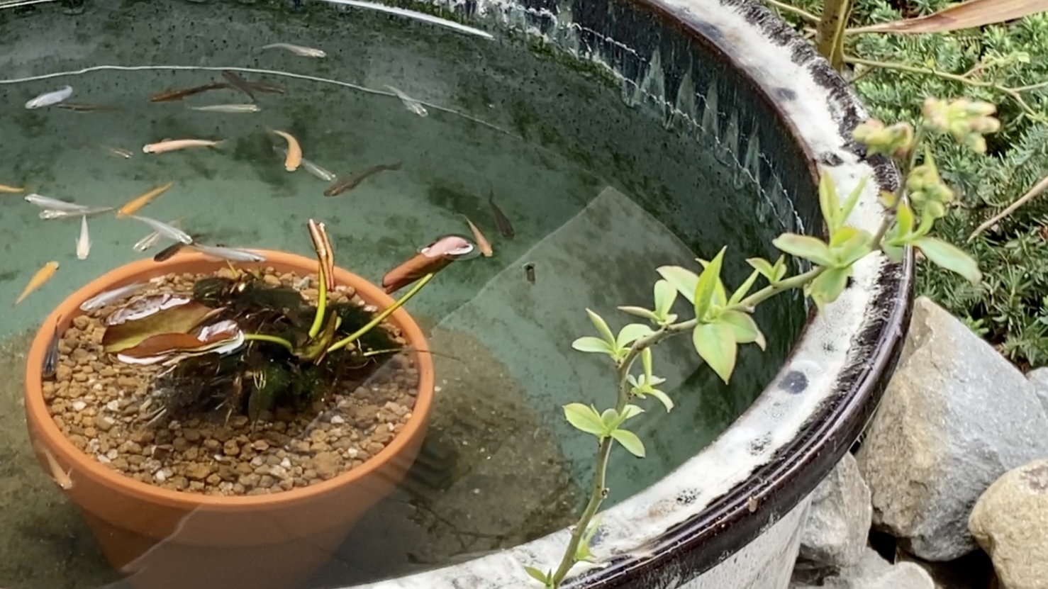 2年間ほったらかしの睡蓮を植え替える – 晴れのちメダカ